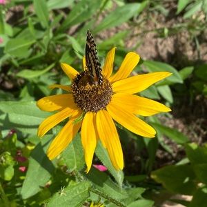 Meet your Posher, Iris yolanda